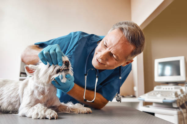 Best Pediatric Emergency Dentist in Double Springs, AL